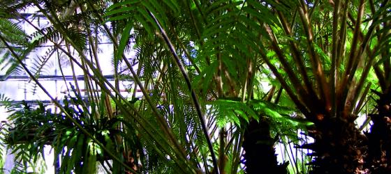 Felci arboree nella Serra delle Felci Tropicali